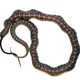 An Eastern kingsnake (Lampropeltis getula) consuming a Texas ratsnake (Pantherophis obsoletus) of 120% its own size. (Image: David Penning, Missouri Southern State University)